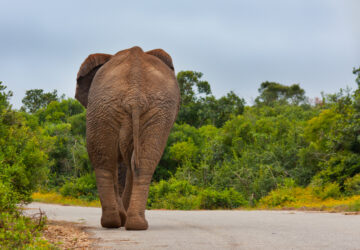 South Africa - Addo Elephant National Park