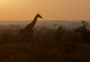 South Africa - Kruger Park